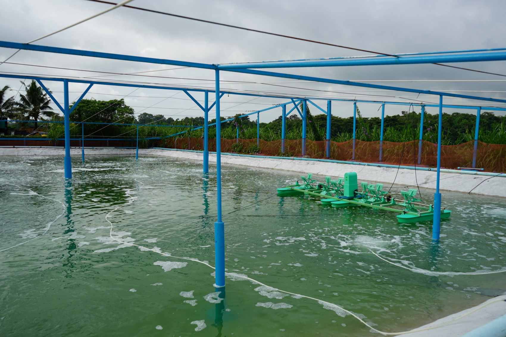 Viva Blue shrimp farm, Singapore